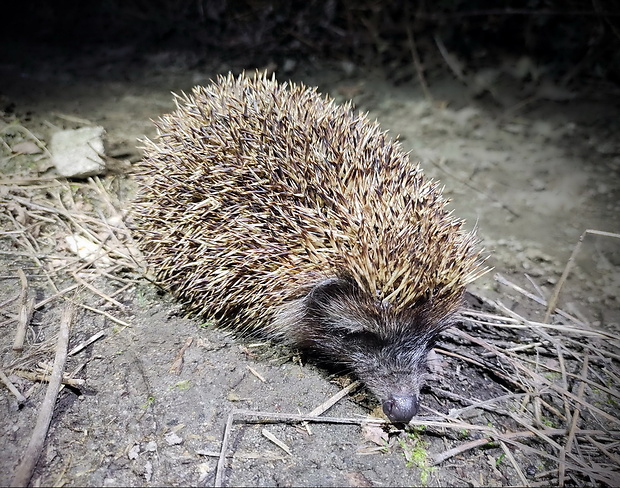 jež tmavý Erinaceus europaeus