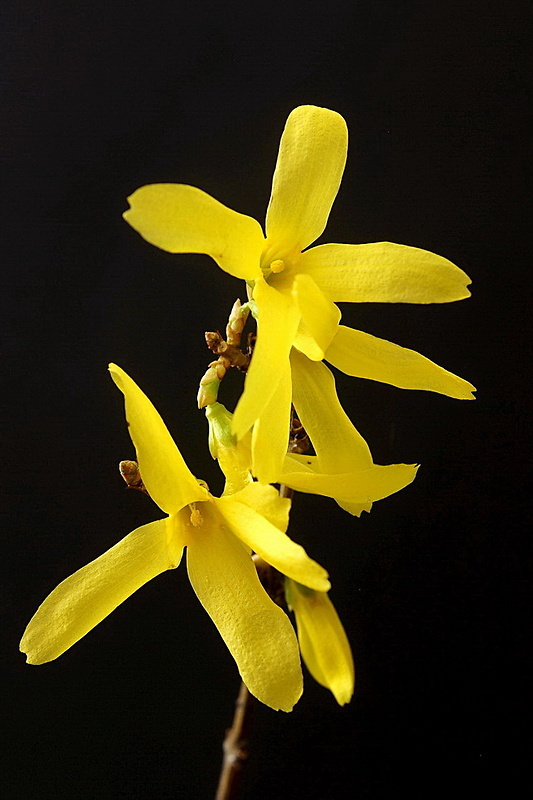 zlatovka previsnutá Forsythia suspensa Vahl