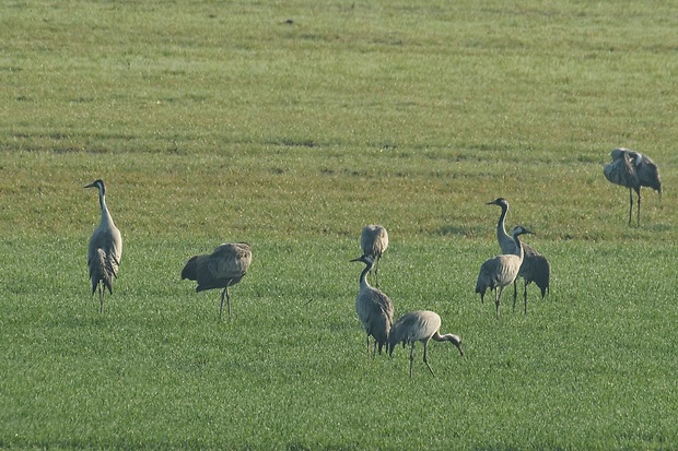 žeriav popolavý Grus grus