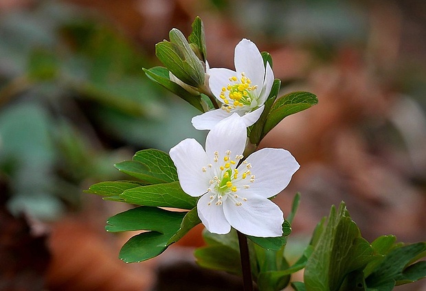 veterník žltuškovitý Isopyrum thalictroides L.