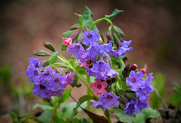 pľúcnik lekársky Pulmonaria officinalis L.