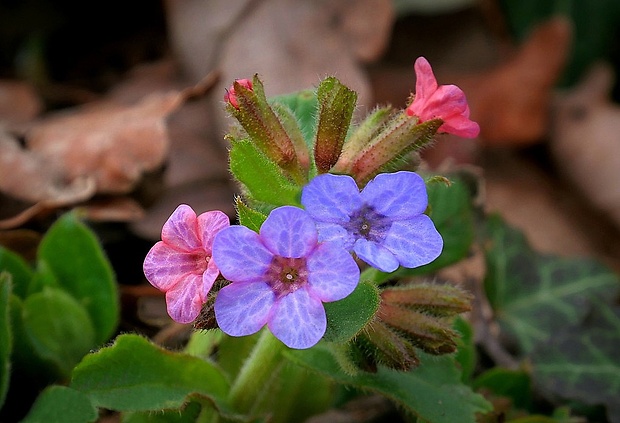 pľúcnik lekársky Pulmonaria officinalis L.