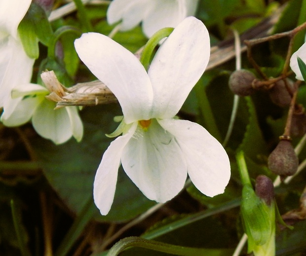 fialka biela Viola alba Besser