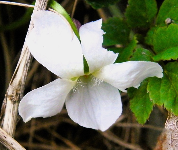 fialka biela Viola alba Besser