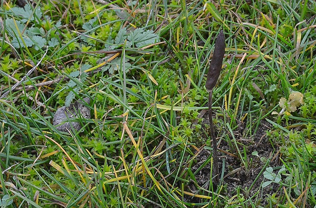 hrotovka stepná Galeropsis desertorum Velen. & Dvořák