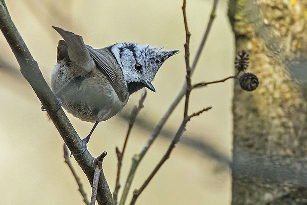 sýkorka chochlatá  Parus cristatus