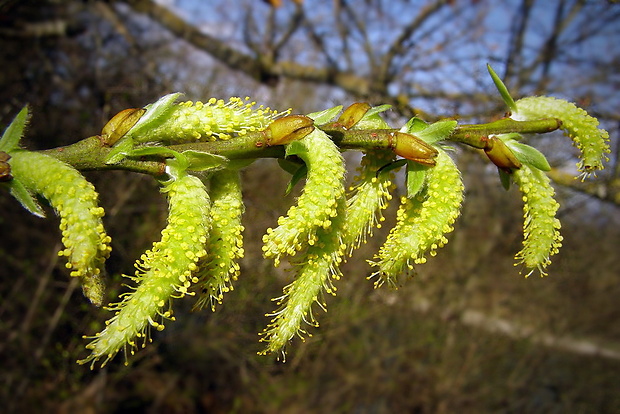 vŕba Salix sp.