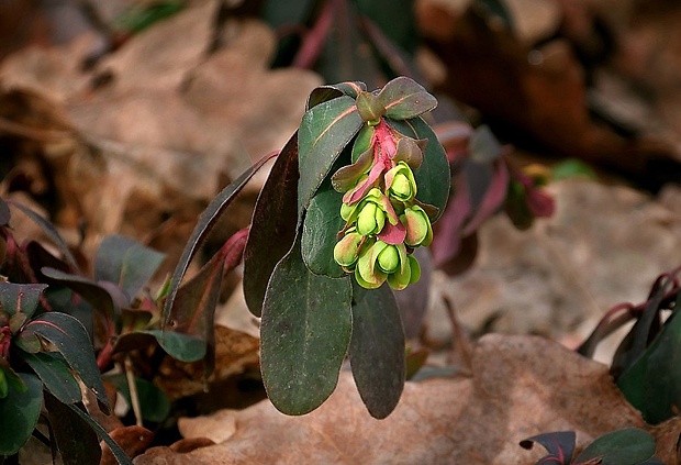 mliečnik mandľolistý Tithymalus amygdaloides (L.) Hill