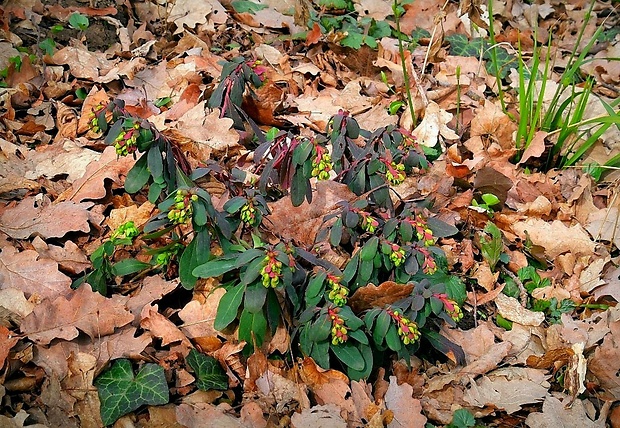 mliečnik mandľolistý Tithymalus amygdaloides (L.) Hill