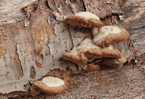 trúdnikovec srstnatý Trametes trogii Berk.