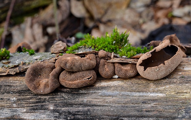 dutinovka otrubnatá Encoelia furfuracea (Roth) P. Karst.