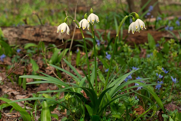 bleduľa jarná karpatská Leucojum vernum subsp. carpaticum (Spring) O. Schwarz