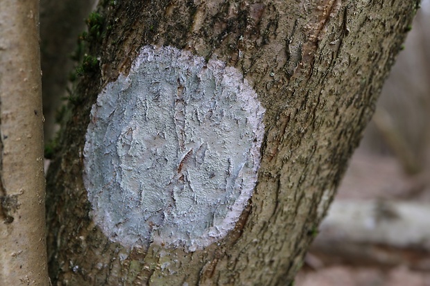 rozsypavka striebristá Phlyctis argena (Spreng.) Flot.