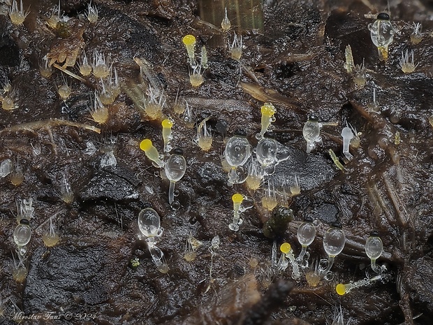 mrštec jagavý Pilobolus crystallinus (F.H. Wigg.) Tode