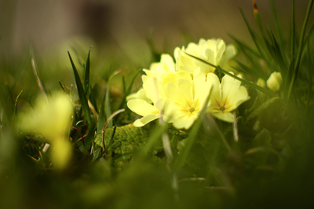 prvosienka bezbyľová Primula acaulis (L.) L.