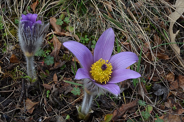 poniklec veľkokvetý Pulsatilla grandis Wender.