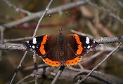 babôčka admirálska (sk) / babočka admirál (cz)