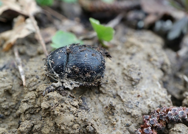 lajniak hôrny Anoplotrupes stercorosus