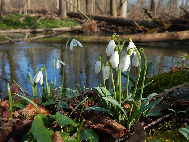 snežienka jarná Galanthus nivalis L.