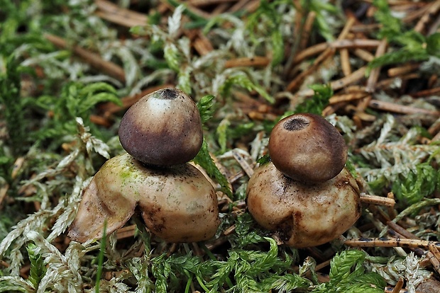 hviezdovka štvorcípová Geastrum quadrifidum DC. ex Pers.