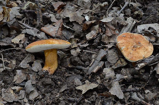 hríbnik gaštanovohnedý Gyroporus castaneus (Bull.) Quél.