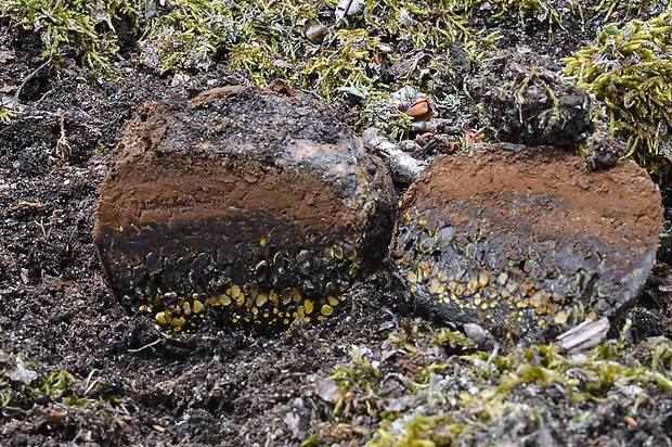 hráškovec obyčajný Pisolithus arhizus (Scop.) Rauschert