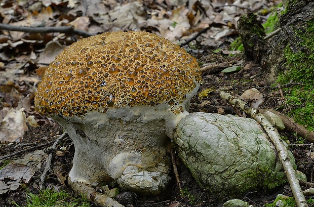 ryšavec slziaci Pseudoinonotus dryadeus (Pers.) T. Wagner & M. Fisch.