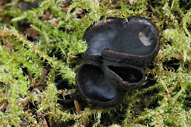 misôčka Pseudoplectania sp.