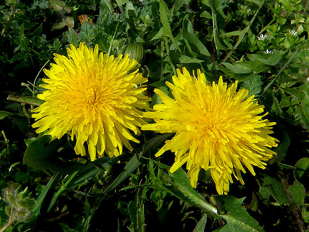 púpava lekárska Taraxacum officinale (L.) Weber ex F.H.Wigg