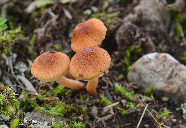 zrnivka Cystoderma sp. ?