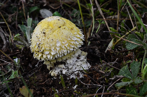 vločkovka žltozelená Floccularia luteovirens (Alb. & Schwein.) Pouzar