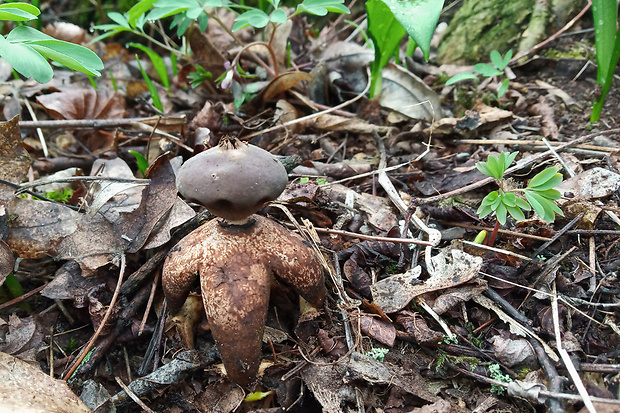 hviezdovka klenbová Geastrum fornicatum (Huds.) Hook.