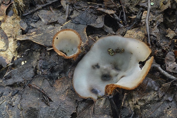 humária polguľovitá Humaria hemisphaerica (F.H. Wigg.) Fuckel