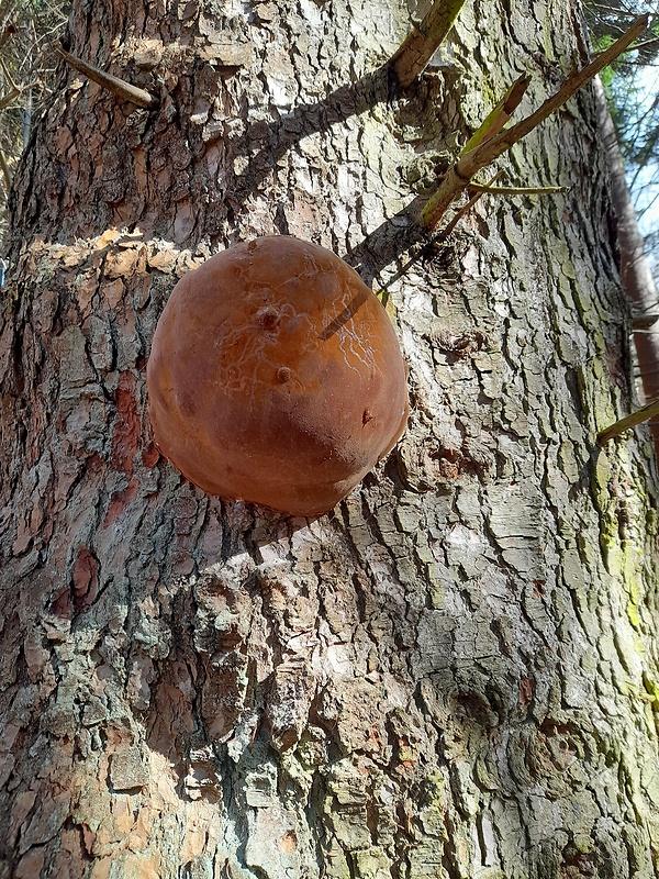 ohňovec Hartigov Phellinus hartigii (Allesch. & Schnabl) Pat.