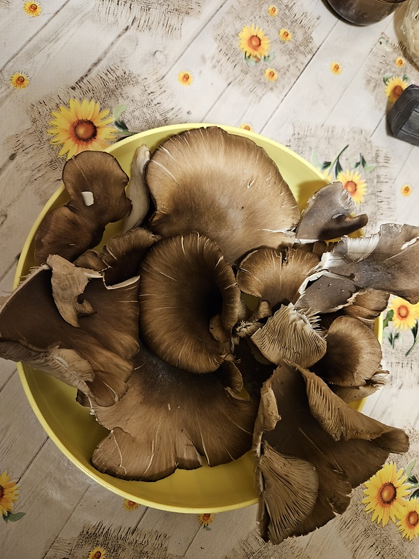 hliva Pleurotus sp.