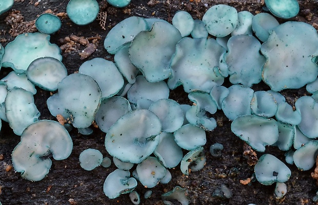 zelenica Chlorociboria sp.