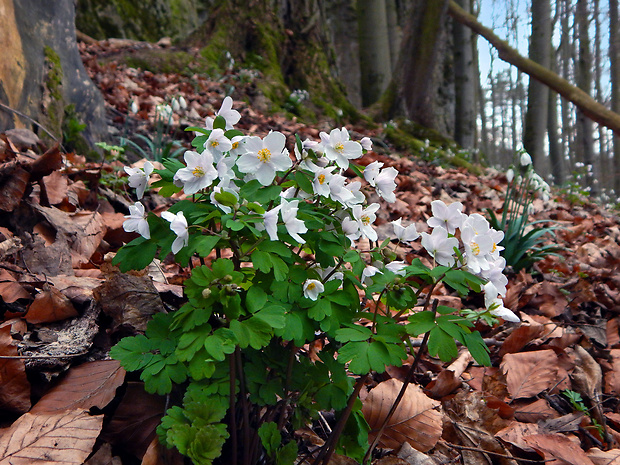 veterník žltuškovitý Isopyrum thalictroides L.