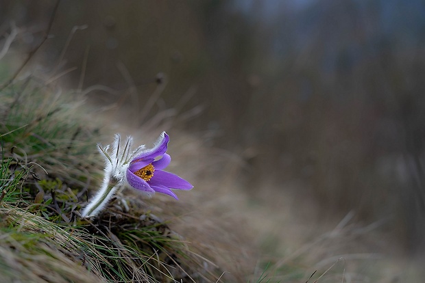 poniklec slovenský Pulsatilla slavica Reuss