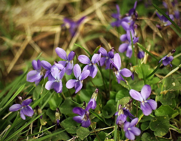 fialka voňavá Viola odorata L.