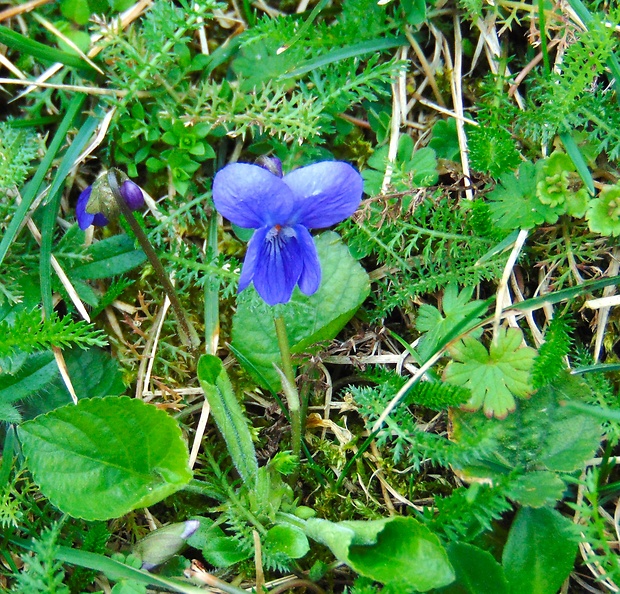 fialka Viola sp.