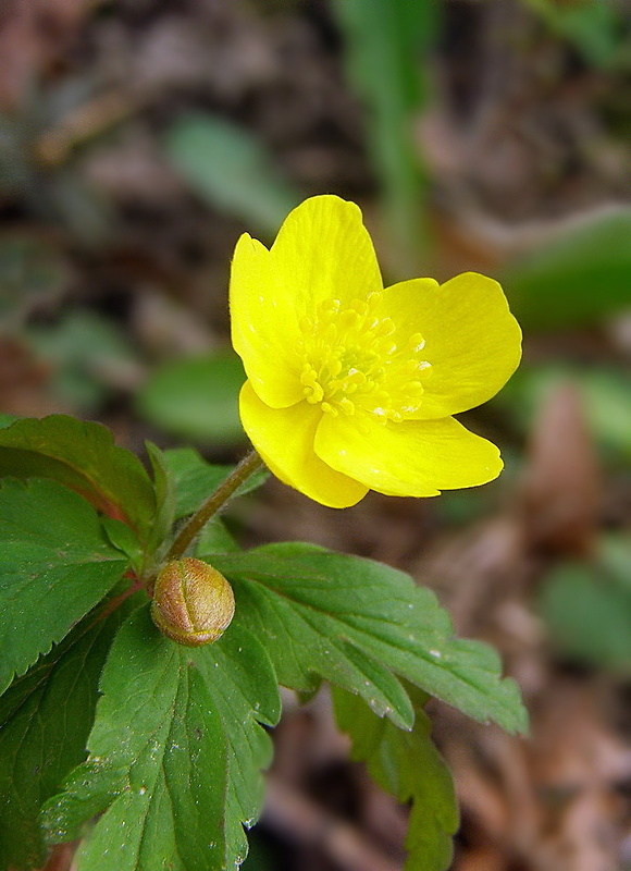 veternica iskerníkovitá Anemone ranunculoides L.