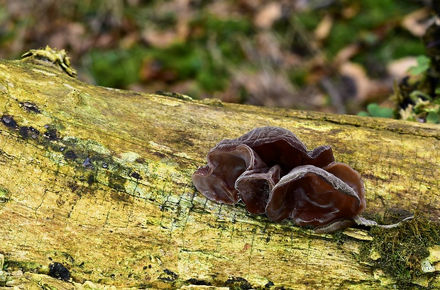 uchovec bazový Auricularia auricula-judae (Bull.) Quél.