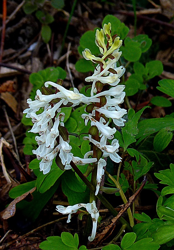 chochlačka dutá Corydalis cava (L.) Schweigg. et Körte
