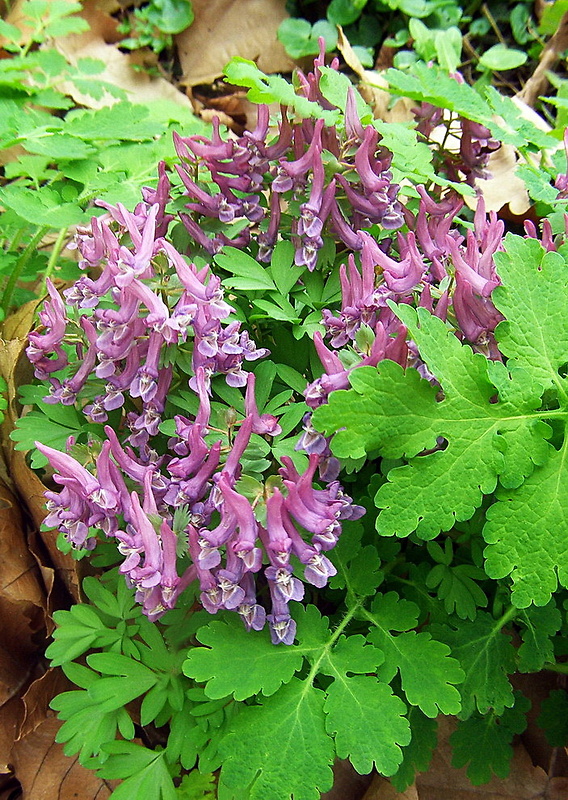 chochlačka plná Corydalis solida (L.) Clairv.