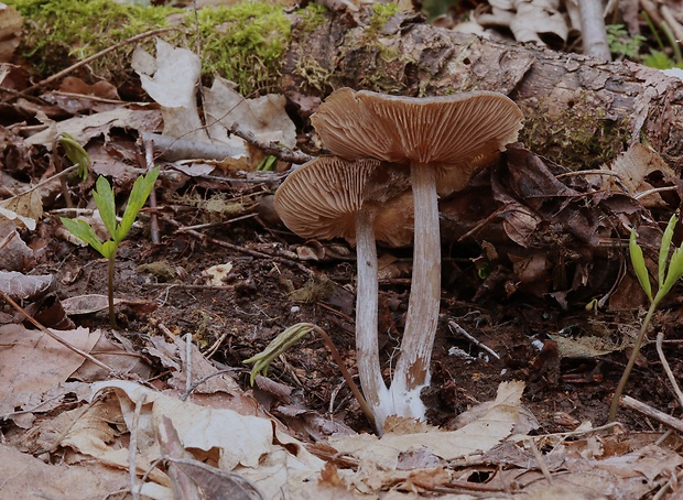 hodvábnica včasná Entoloma vernum S. Lundell