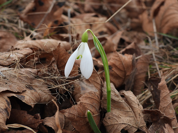 snežienka jarná Galanthus nivalis L.