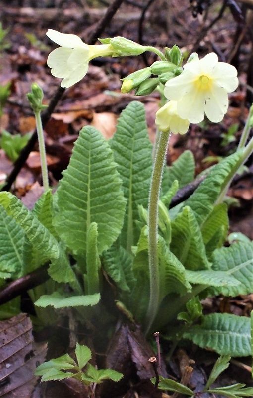 prvosienka vyššia Primula elatior (L.) L.