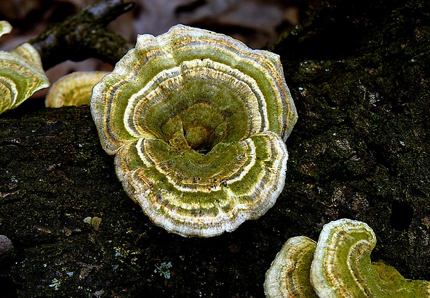 trúdnikovec pestrý Trametes versicolor (L.) Lloyd