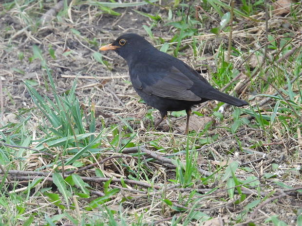 drozd čierny Turdus merula