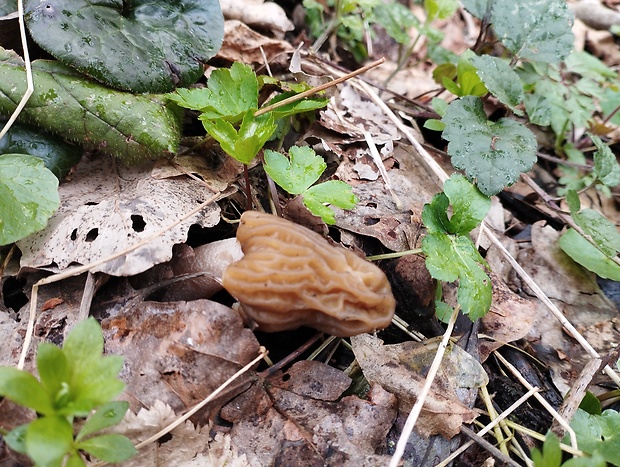 smrčkovec český Verpa bohemica (Krombh.) J. Schröt.